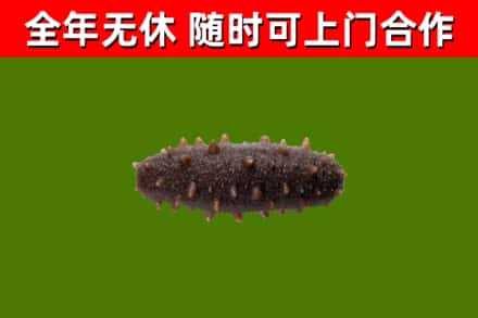 嵊泗县烟酒回收干海参.jpg